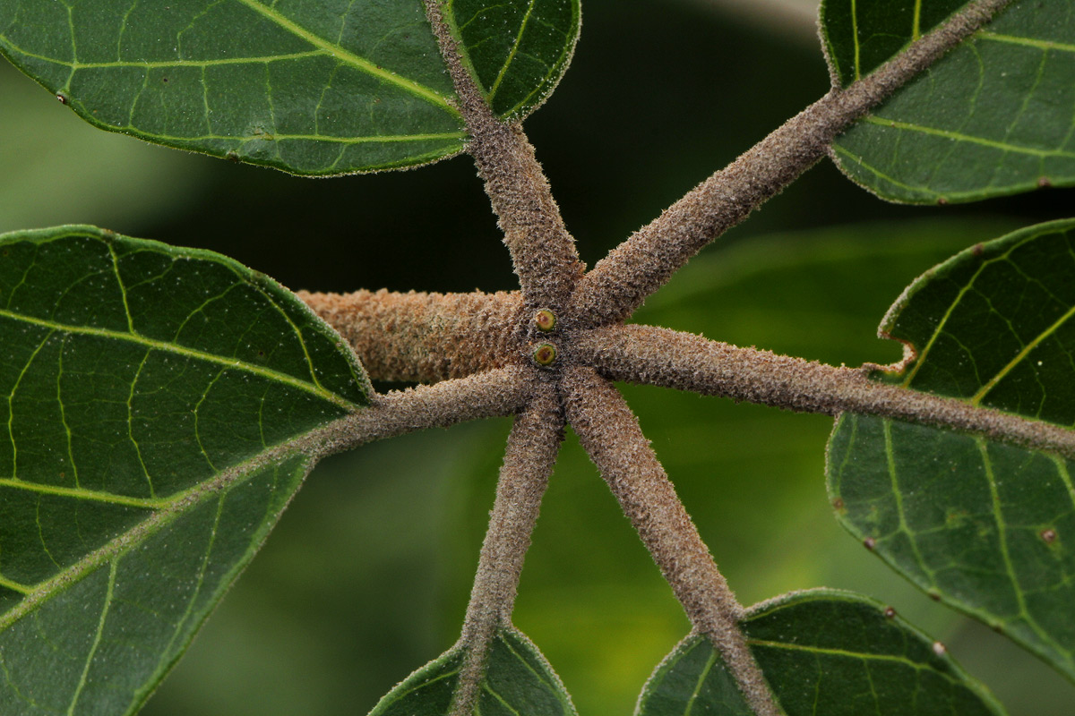 Schinziophyton rautanenii