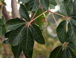 Schinziophyton rautanenii