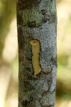 Suregada zanzibariensis