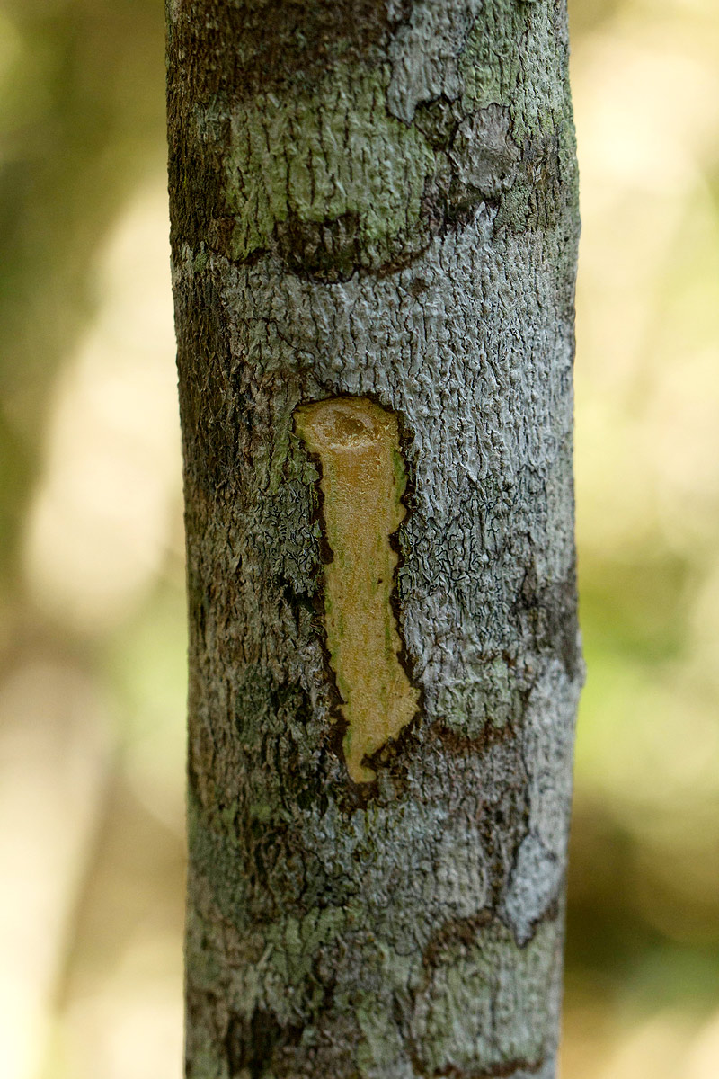 Suregada zanzibariensis