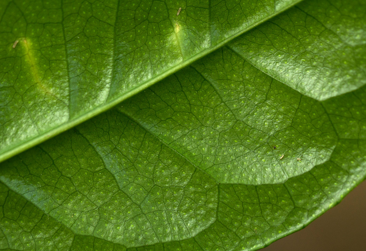 Suregada zanzibariensis