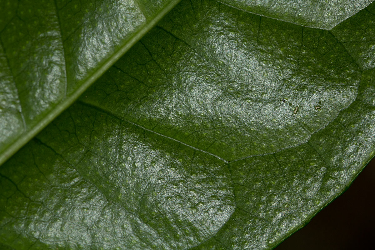 Suregada zanzibariensis