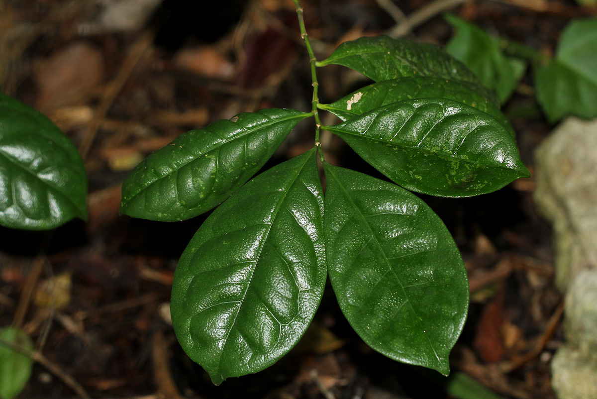 Suregada zanzibariensis
