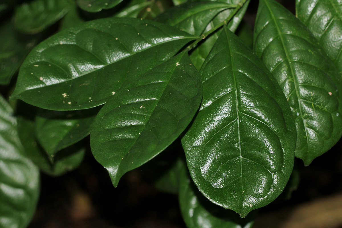 Suregada zanzibariensis