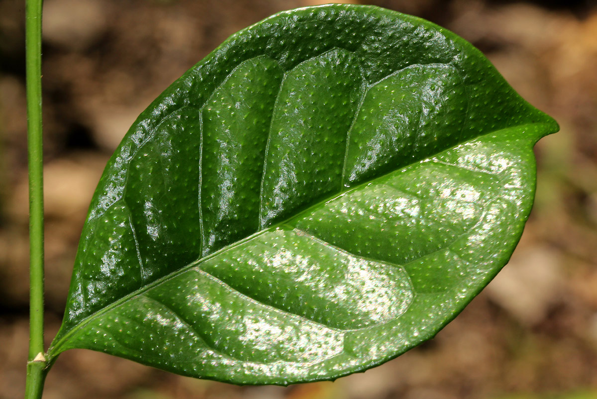 Suregada zanzibariensis