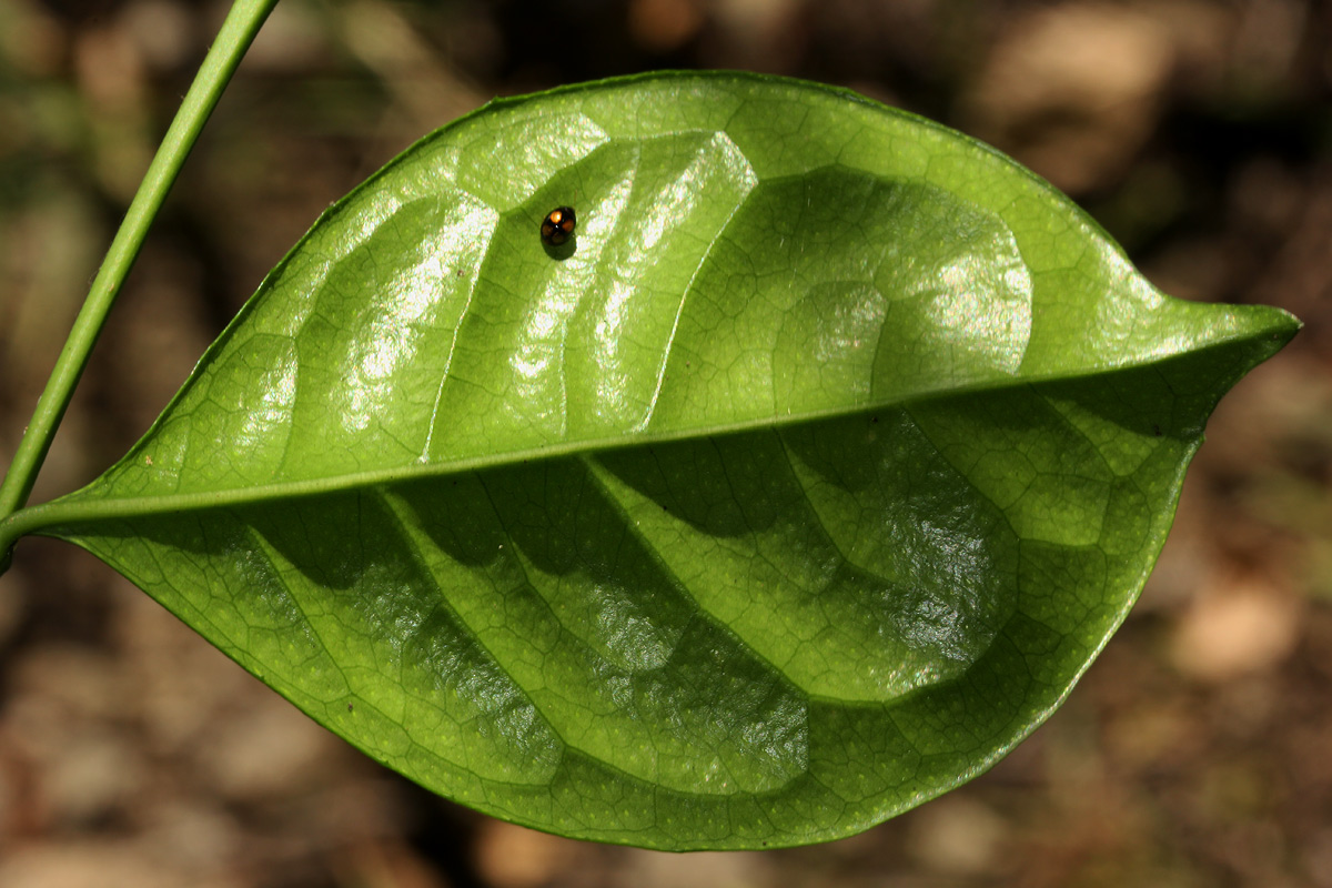 Suregada zanzibariensis