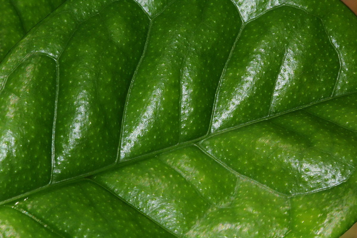 Suregada zanzibariensis