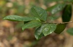 Suregada zanzibariensis