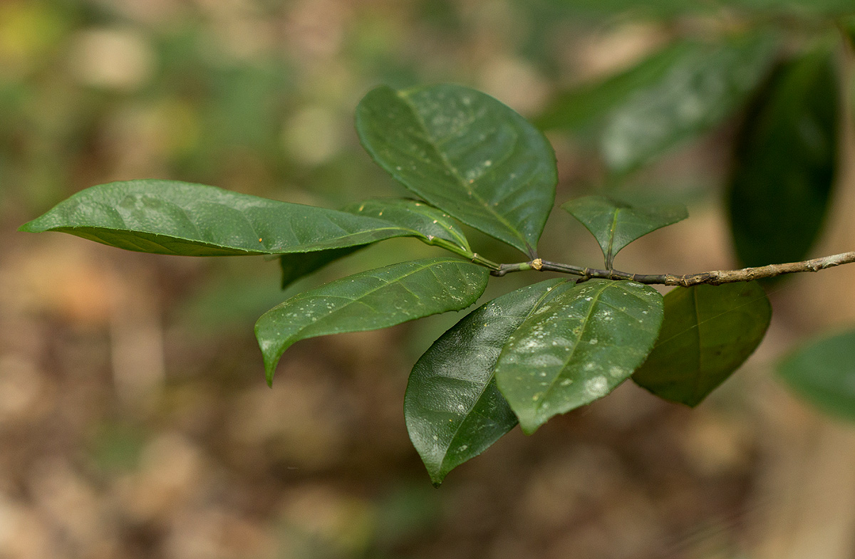 Suregada zanzibariensis