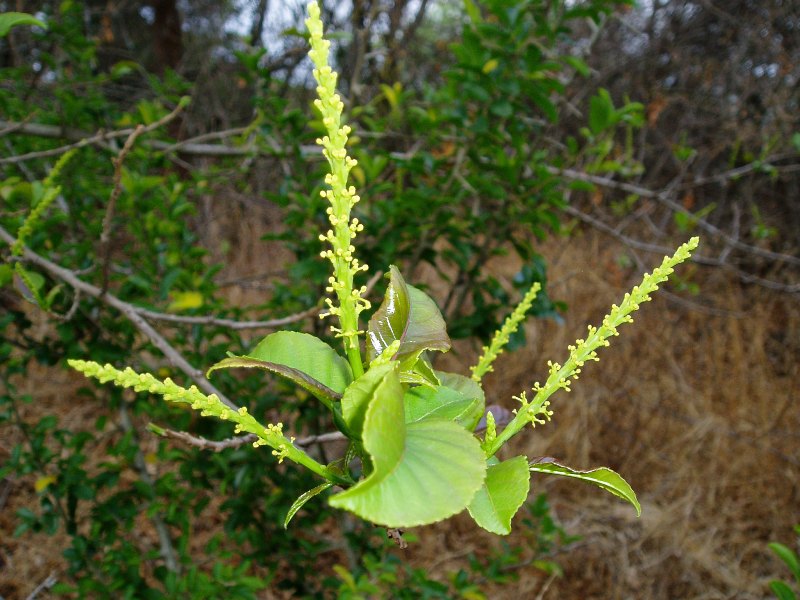 Excoecaria bussei