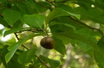 Excoecaria bussei