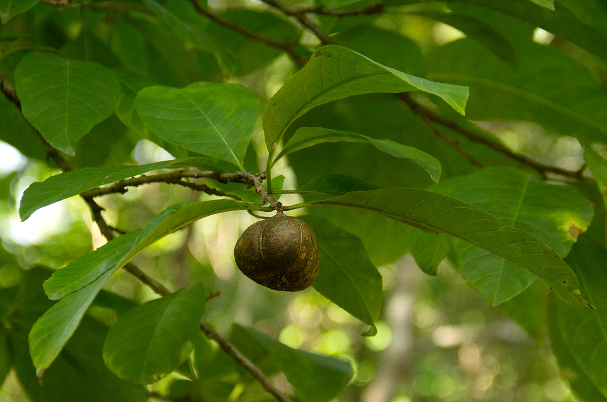 Excoecaria bussei