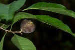 Excoecaria bussei