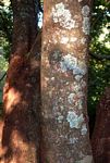 Excoecaria bussei