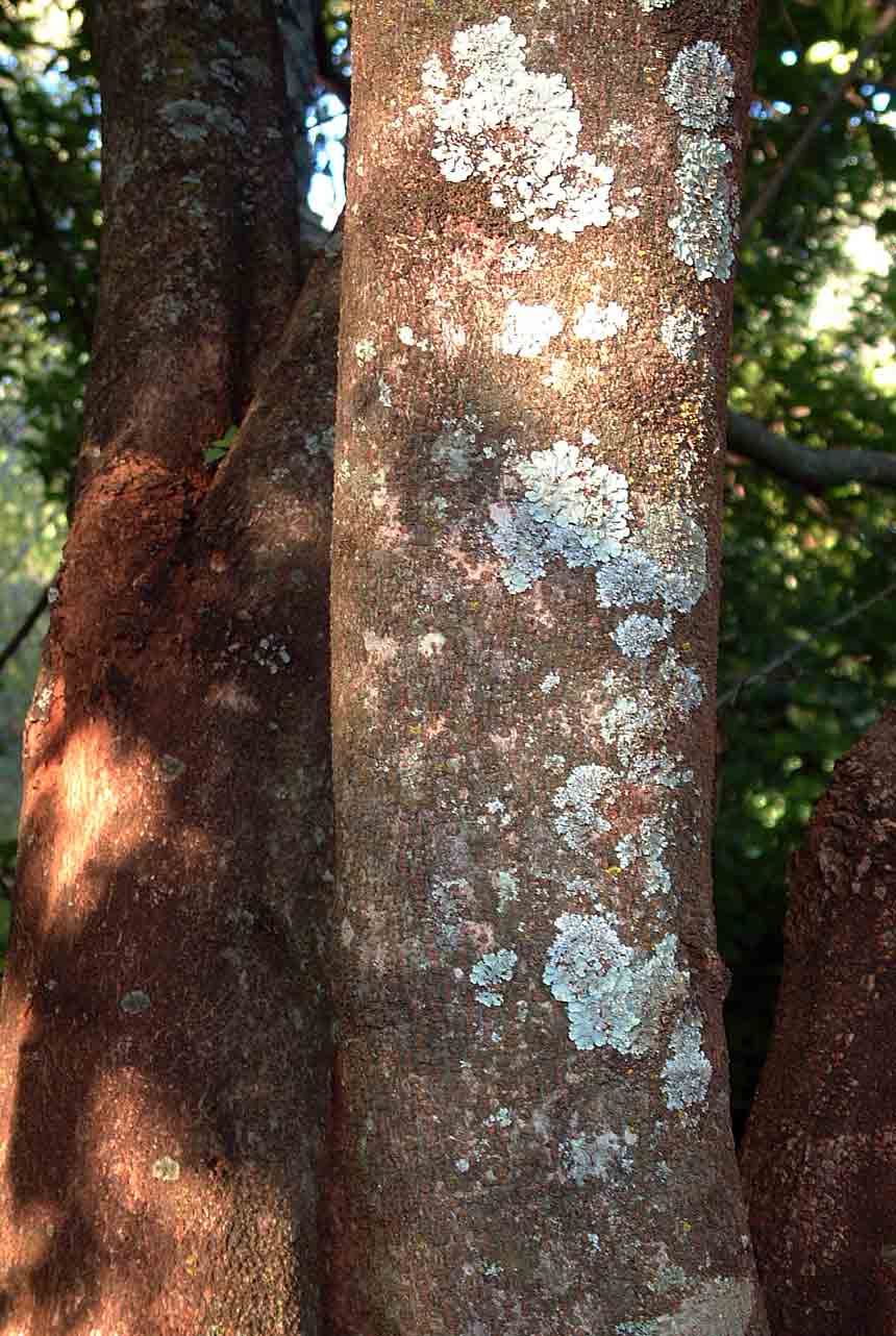 Excoecaria bussei