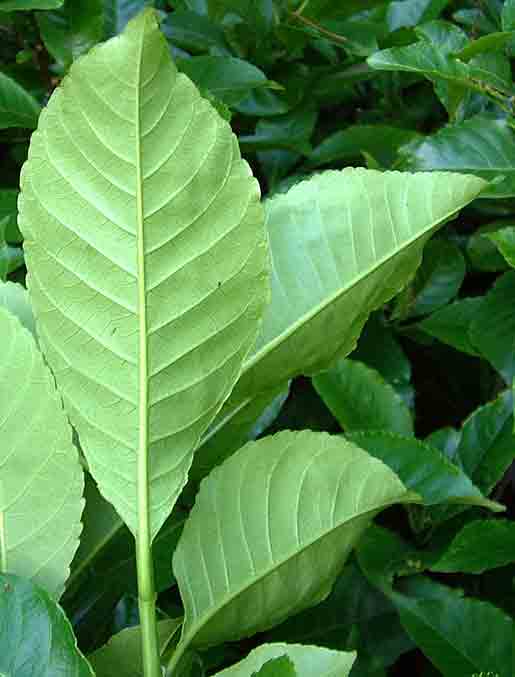 Excoecaria bussei