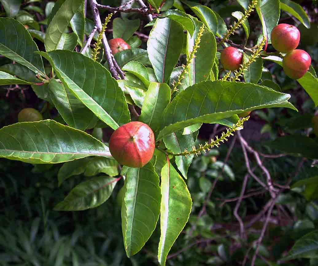 Excoecaria bussei