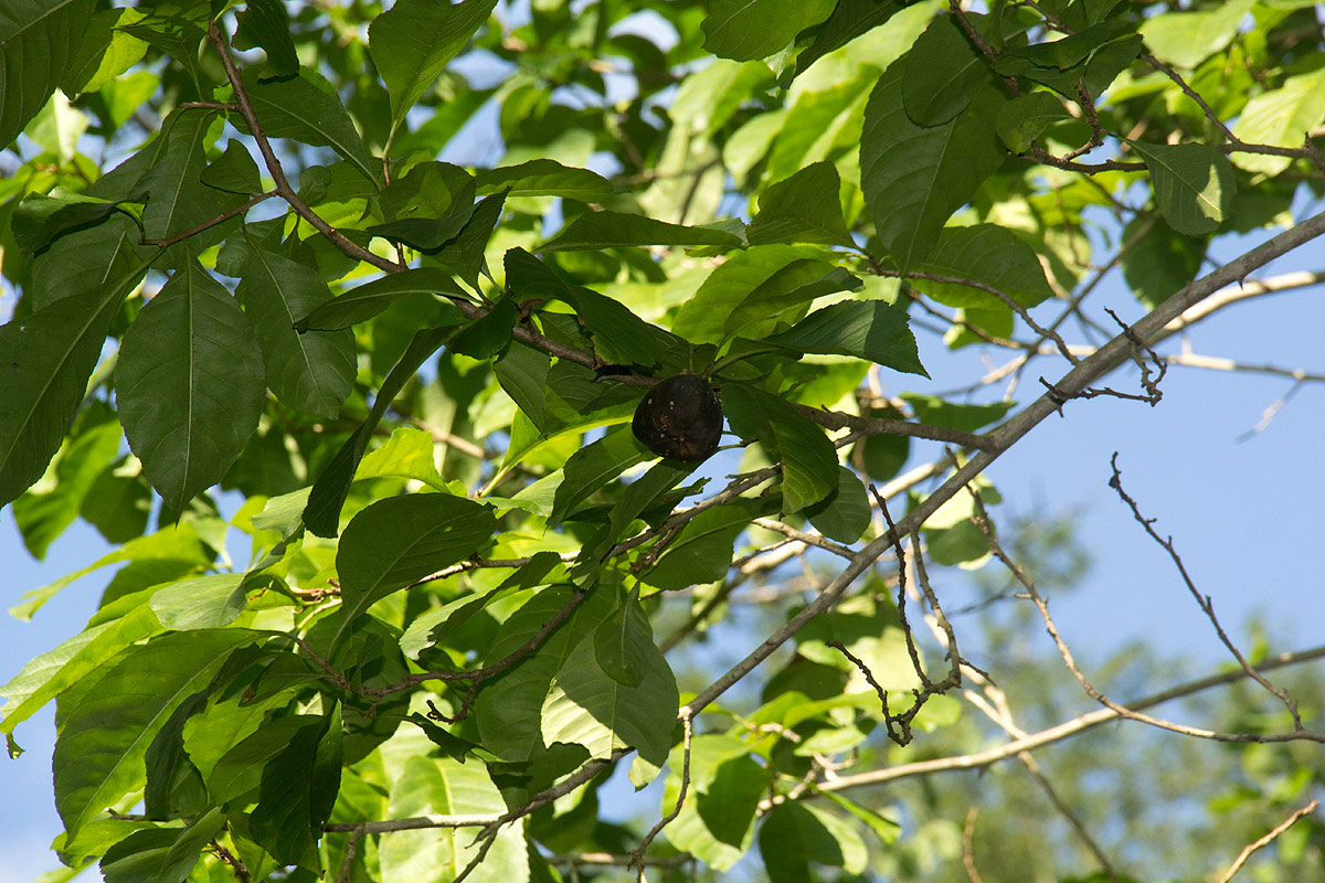 Excoecaria bussei