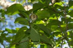 Excoecaria bussei
