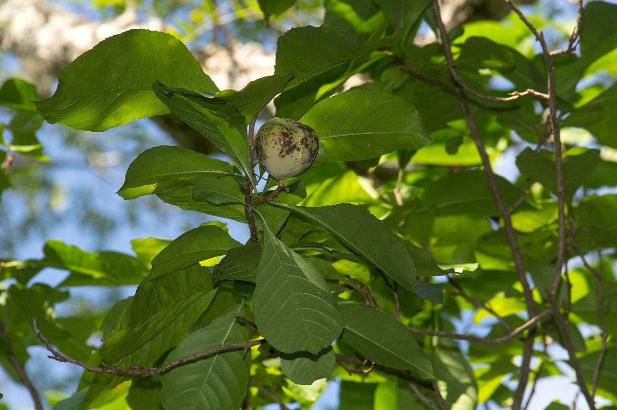Excoecaria bussei