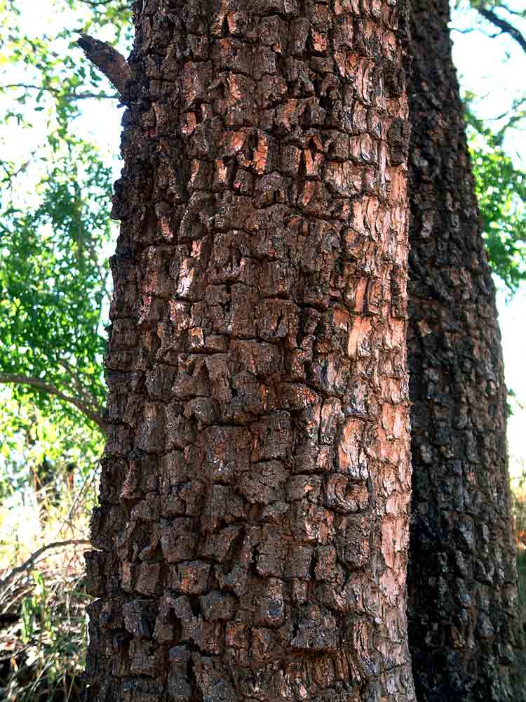 Spirostachys africana