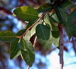 Spirostachys africana