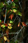 Spirostachys africana