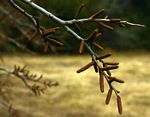 Spirostachys africana