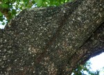 Spirostachys africana