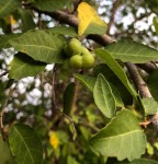Spirostachys africana