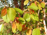 Maprounea africana