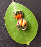 Maprounea africana