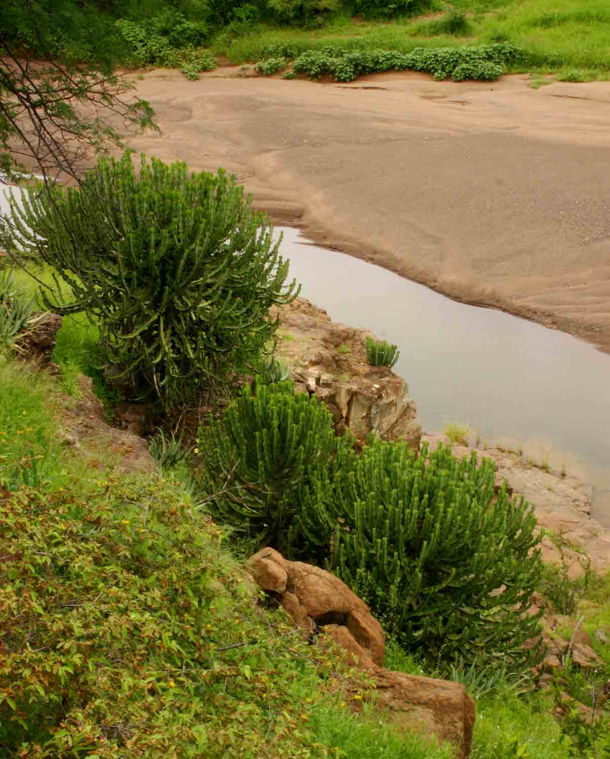 Euphorbia cooperi var. cooperi