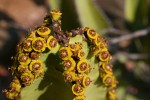 Euphorbia cooperi var. cooperi