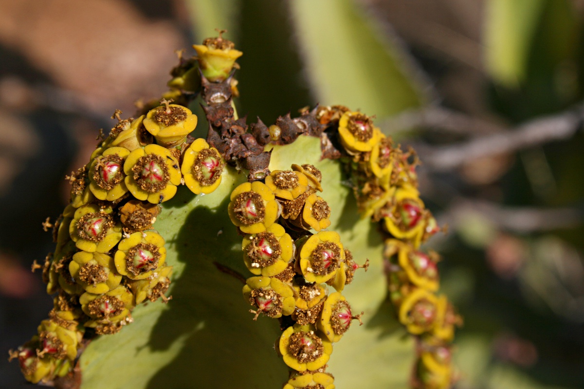 Euphorbia cooperi var. cooperi