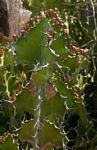 Euphorbia cooperi var. calidicola