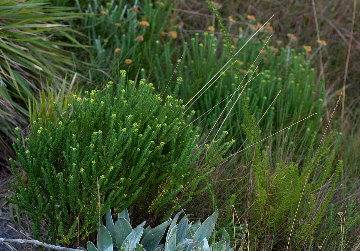 Euphorbia crebrifolia