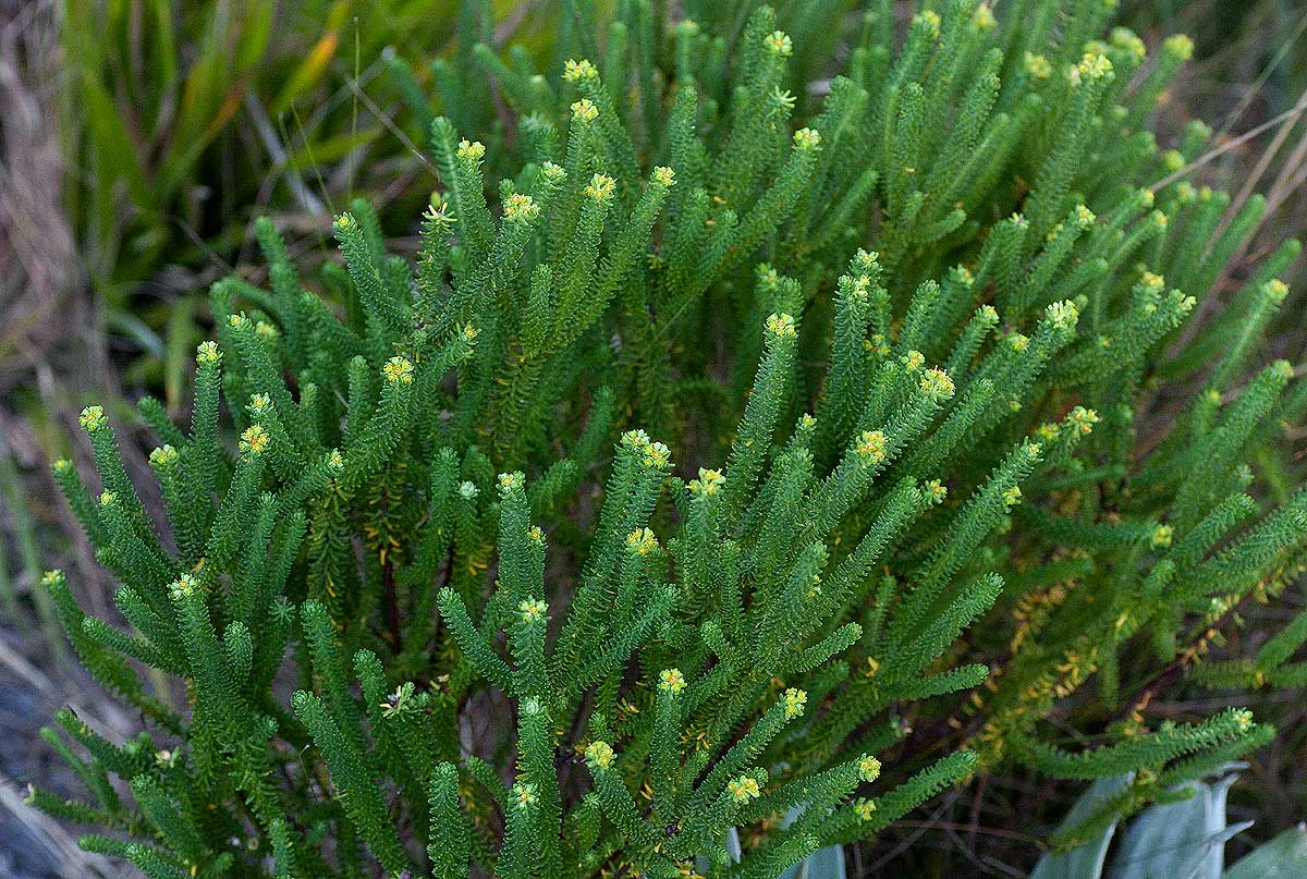 Euphorbia crebrifolia