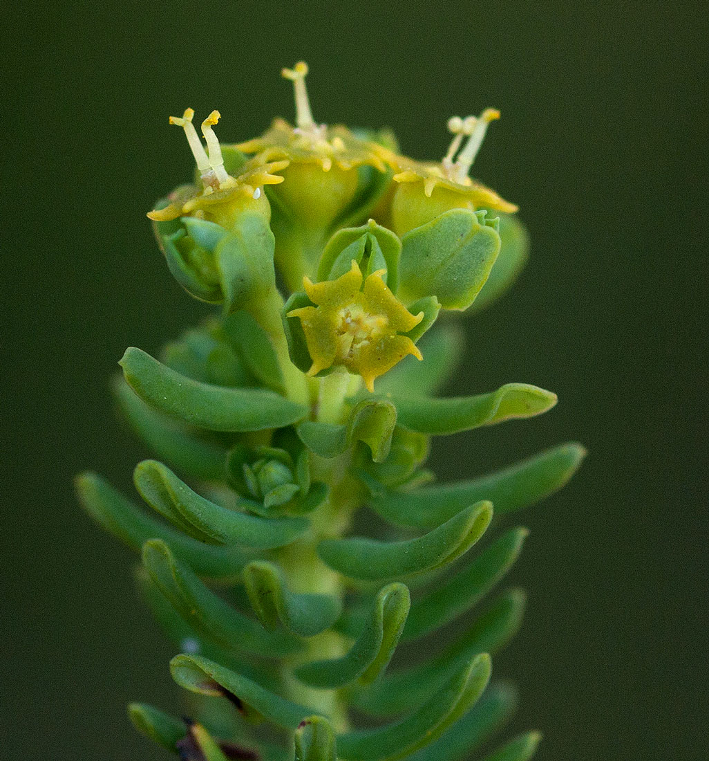 Euphorbia crebrifolia