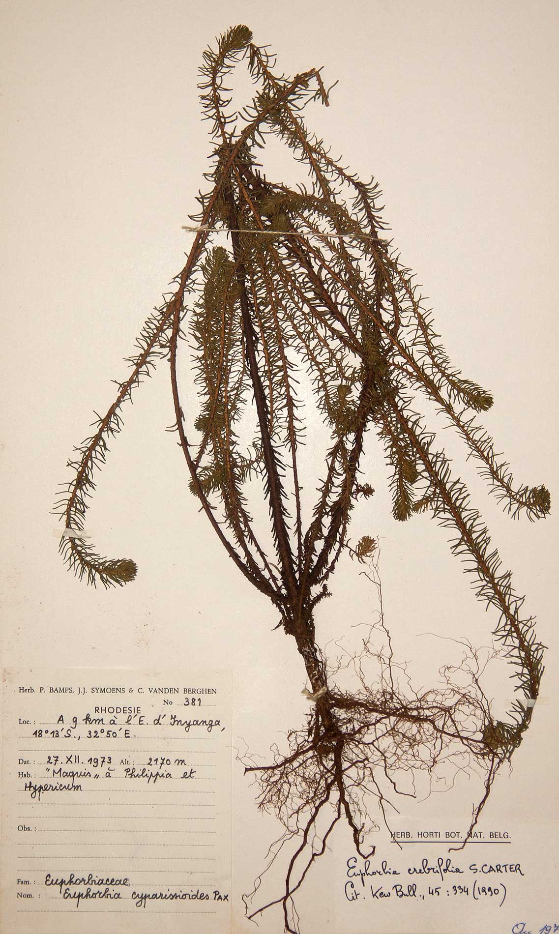 Euphorbia crebrifolia