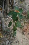 Euphorbia cyathophora