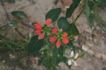 Euphorbia cyathophora