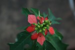 Euphorbia cyathophora