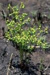Euphorbia cyparissioides