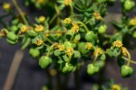 Euphorbia cyparissioides