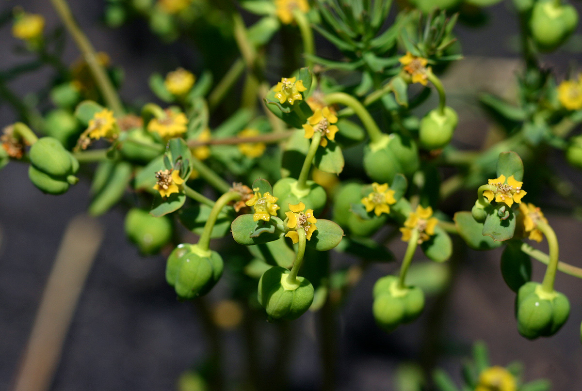 Euphorbia cyparissioides
