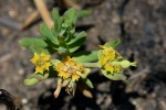 Euphorbia cyparissioides