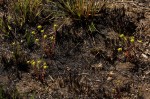 Euphorbia cyparissioides