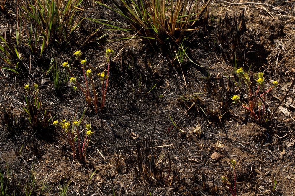 Euphorbia cyparissioides