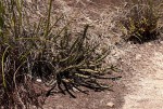 Euphorbia griseola subsp. griseola